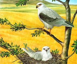 Hra: Birds Of Prey Puzzle