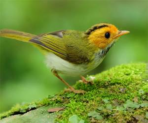 Hra: Birds Slide